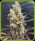 Diesel Devil Auto - Freedom of Seeds