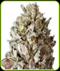 Diesel Drift - Heavyweight Seeds