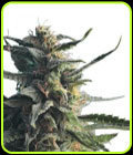 Diesel Girl - Hero Seeds