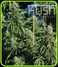 Diesel Kush - Kush Cannabis Seeds
