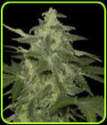 Diesel-Matic - Blackskull Seeds