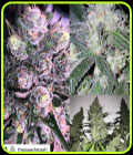 Diesel Moonshine - Mosca Seeds