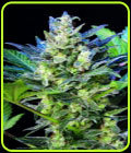 Diesel Ryder - Joint Doctor Seeds