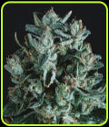 Diesel x SCBDX - Super CBDx Seeds