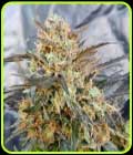 Dieselicious - Freedom of Seeds