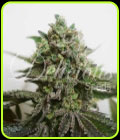 Delimed CBD Plus - Delicious Seeds