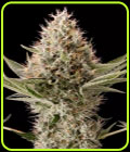 Dinamex - Dinafem Seeds