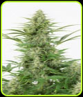 Dinamex Autoflowering - Dinafem Seeds