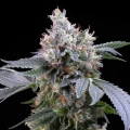 Dirty Diana - Cookies Seed Bank