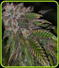 Dirty Kuntz - Pheno Finder Seeds