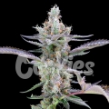 Dirty Money - Cookies Seed Bank