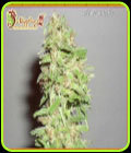 Dizzy Lights - Dr Krippling Seeds
