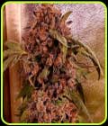 DnB - Holy Smoke Seeds