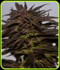 Do-Si-Dos - Medicann Seeds