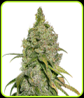 Do Si Dos - Seed Stockers