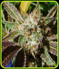 Do-Si-Dos Auto - Original Sensible Seeds