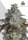 Do Si Dos Auto - Auto Seeds
