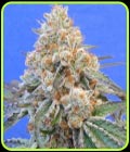 Do-Si-Dos OG - Original Sensible Seeds