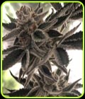 SALE - Do-Si-Dos Zkittlez - The Plug Seedbank - The Plug Seedbank