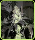 Do Z Dos - Pheno Finder Seeds