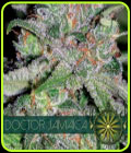 Doctor Jamaica - Vision Seeds