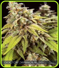 Doctor Jamaica Auto - Vision Seeds