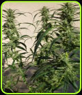 Doctor Shiva - SuperAutos by Stitch