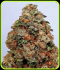 Dogstar Dawg - Big Head Seeds