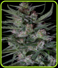 SALE - Dogstar Dawg Auto - Big Head Seeds - Big Head Seeds