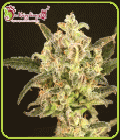 Dolly Kush - Dr Krippling Seeds