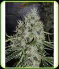 Dominator x Biker - Limited Edition - Karma Genetics