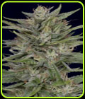 Don AK - Don Avalanche Seeds