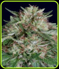 Don AK Auto - Don Avalanche Seeds