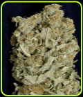 Don Amnesia - Don Avalanche Seeds