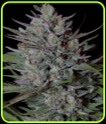Don Biscotti - Don Avalanche Seeds