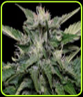 Don Blueberry Auto - Don Avalanche Seeds