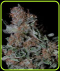 Don Blueberry Cookies - Don Avalanche Seeds