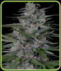 Don Bruce Banner - Don Avalanche Seeds