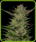 SALE - Don Carlos - Humboldt Seed Company - Cannabis Seed Sale Items