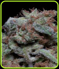 Don Cherrypie - Don Avalanche Seeds