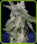 Don Critical Crack - Don Avalanche Seeds