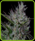 Don Do Si Cookies - Don Avalanche Seeds