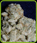 Don Do Si Dos - Don Avalanche Seeds