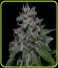 Don Do Si Glue - Don Avalanche Seeds