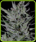 Don Do Si Punch (a.k.a. Slurricane) - Don Avalanche Seeds