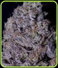 Don Gelato - Don Avalanche Seeds