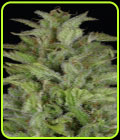 Don Gelato Auto - Don Avalanche Seeds