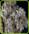 Don Gorilla - Don Avalanche Seeds