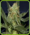 Don Gorilla Auto - Don Avalanche Seeds
