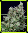Don Grateful Chemdawg - Don Avalanche Seeds